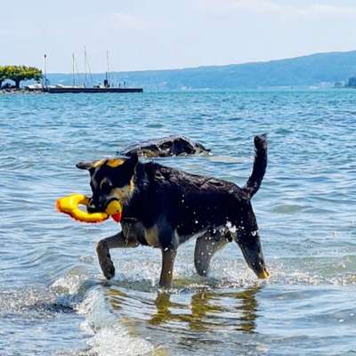 Temperaturprobleme bei großen schwarzen Hunden-Beitrag-Bild