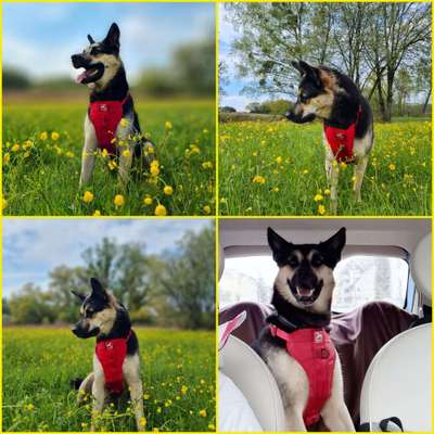 Hund auf Rückbank in Hundebox?-Beitrag-Bild