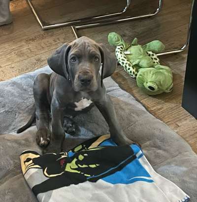 Dogorama Photo Challenge - Hundeblick zum hinschmelzen-Beitrag-Bild