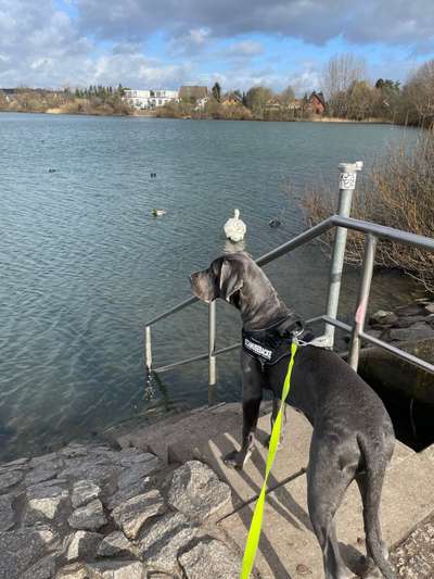 Deutsche Doggen Besitzer zeigt euch-Beitrag-Bild