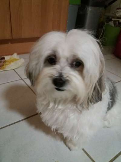 Havaneser dabei?:)-Beitrag-Bild