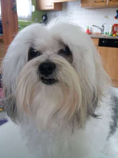 Havaneser dabei?:)-Beitrag-Bild