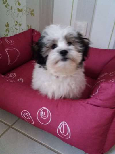 Havaneser dabei?:)-Beitrag-Bild