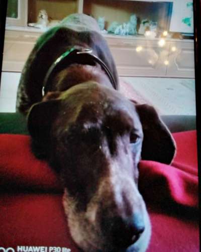 Sind hier Deutsch Kurzhaar/ Jagdhunde?-Beitrag-Bild