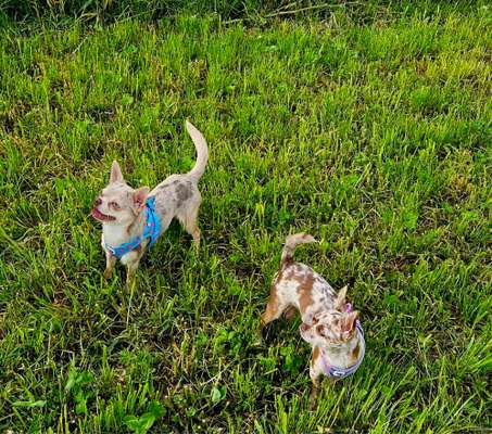 Hundetreffen-Wir suchen kleine Gassifreunde-Bild