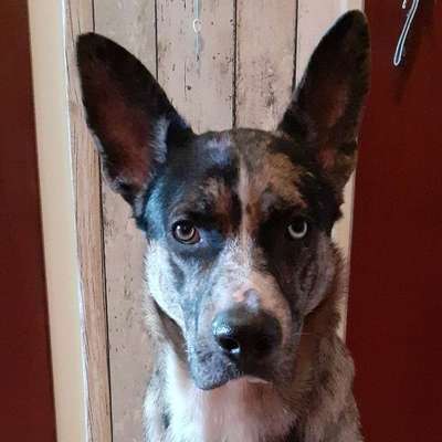 Hundetreffen-Gemeinsame Gassirunde-Bild