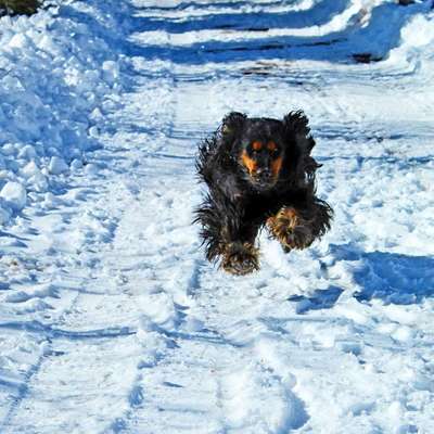 Foto's und Hundemodels-Beitrag-Bild