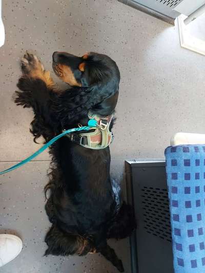 Öffentliche Verkehrsmittel nutzen mit Hund-Beitrag-Bild