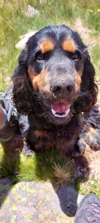 Dein Hund im Dogorama-Kalender 2021-Beitrag-Bild