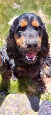 Foto's und Hundemodels-Beitrag-Bild