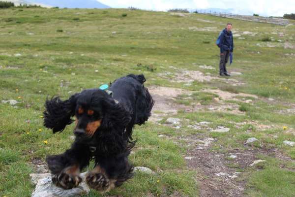 Dein Hund im Dogorama-Kalender 2021-Beitrag-Bild