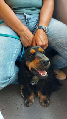 Öffentliche Verkehrsmittel nutzen mit Hund-Beitrag-Bild