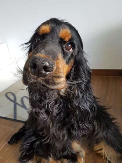 Foto's und Hundemodels-Beitrag-Bild