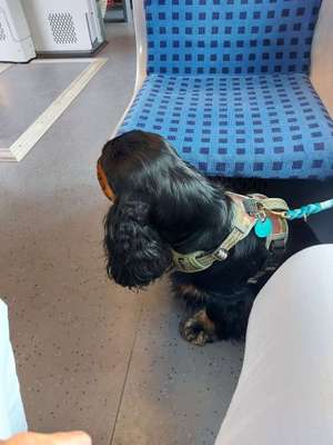 Öffentliche Verkehrsmittel nutzen mit Hund-Beitrag-Bild