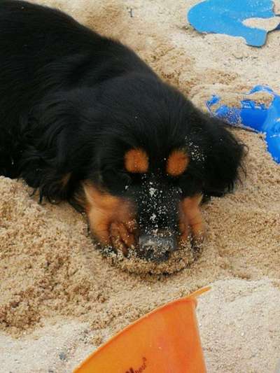 Welpen Bilder !-Beitrag-Bild