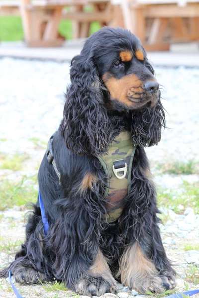 Dein Hund im Dogorama-Kalender 2021-Beitrag-Bild