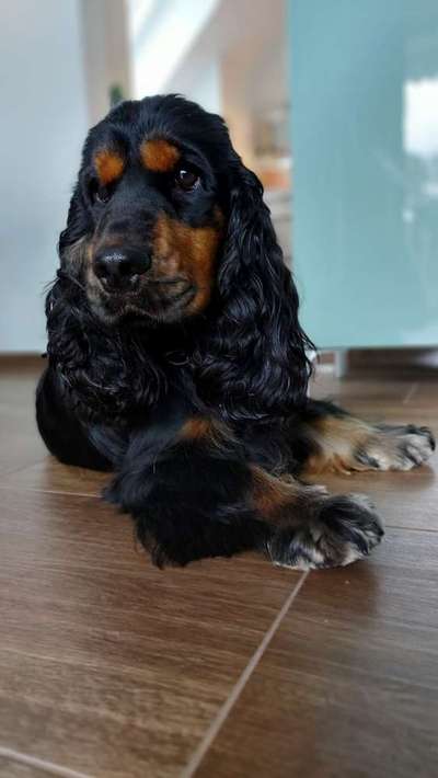 Dein Hund im Dogorama-Kalender 2021-Beitrag-Bild