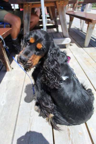 Dein Hund im Dogorama-Kalender 2021-Beitrag-Bild