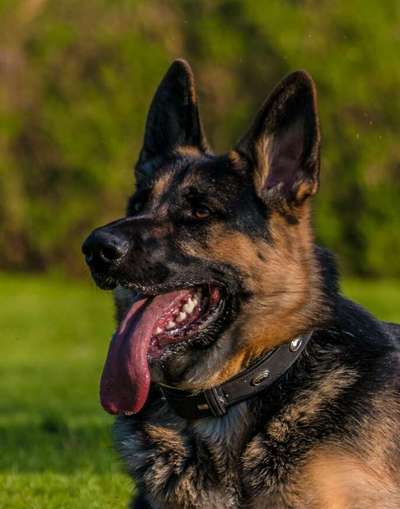 Urlaub an der Nordsee gesucht mit Schäferhund-Beitrag-Bild