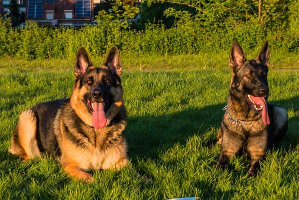 Zeigt eure Malinois!!!-Beitrag-Bild