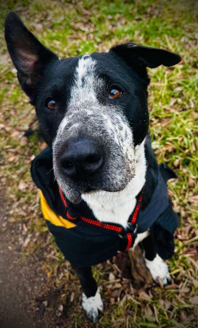 Hundetreffen-Socialwalk oder Toben-Bild