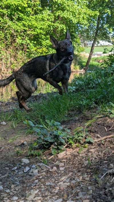 Hundetreffen-Social Walk/Hundebegegnungstraining-Bild