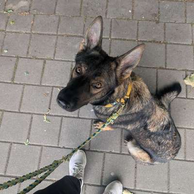 Hundetreffen-Social Walk/Hundebegegnungstraining-Bild
