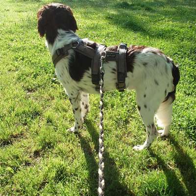 Hundetreffen-Neue sozialkontakte für junge hundetreff-Bild