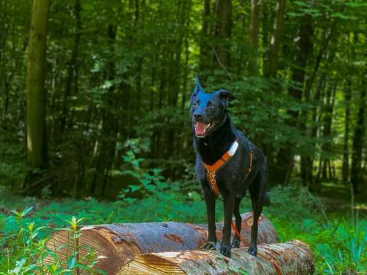 Hundetreffen-Social Walk (Spazieren ohne Hundekontakt :))-Bild