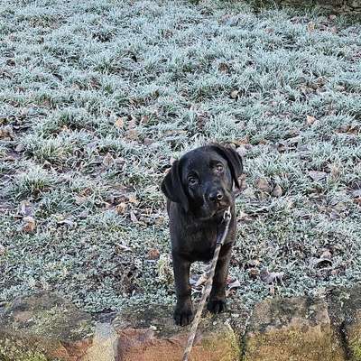 Hundetreffen-Molly sucht eine/n Spielkamerad/in mit dem sie sich Treffen kann😊-Profilbild