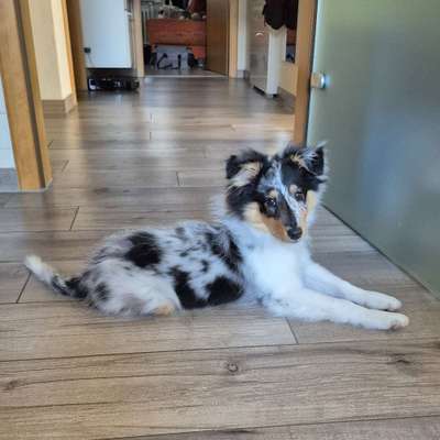 Hundetreffen-Welpentreffen/Gassirunde Misburg-Bild