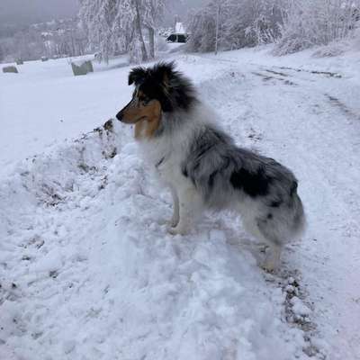 Hundetreffen-Welpentreffen/Gassirunde Misburg-Bild