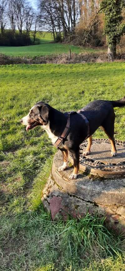 Appenzeller Sennenhunde-Beitrag-Bild