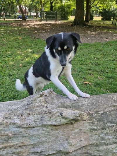 Hundetreffen-Gassipartner und/oder Spielfreunde-Bild