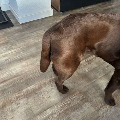 Hündin nach Läufigkeit nicht mehr so aktiv-Beitrag-Bild