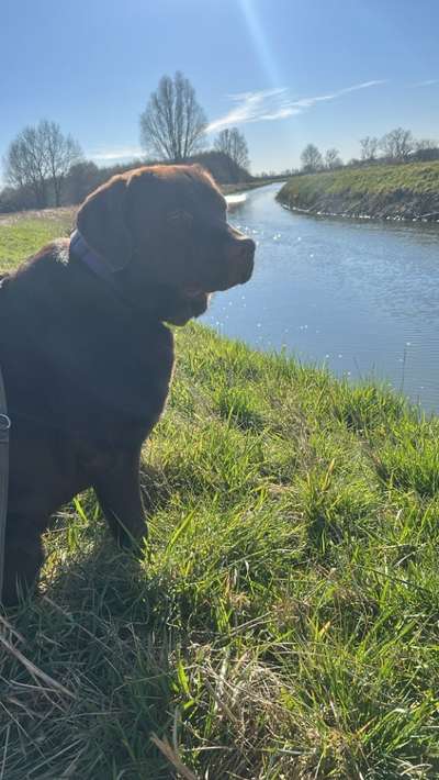 Hundetreffen-Spiel,Training und auch gerne sozial Walk-Bild