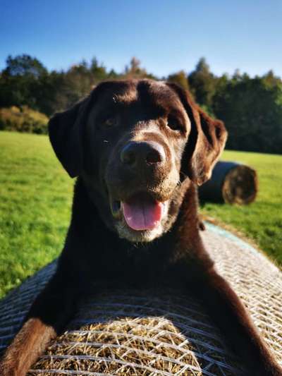 Die Dogorama Kalender Challenge Titelbild-Beitrag-Bild