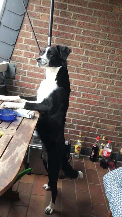 Lustige Bilder-Beitrag-Bild