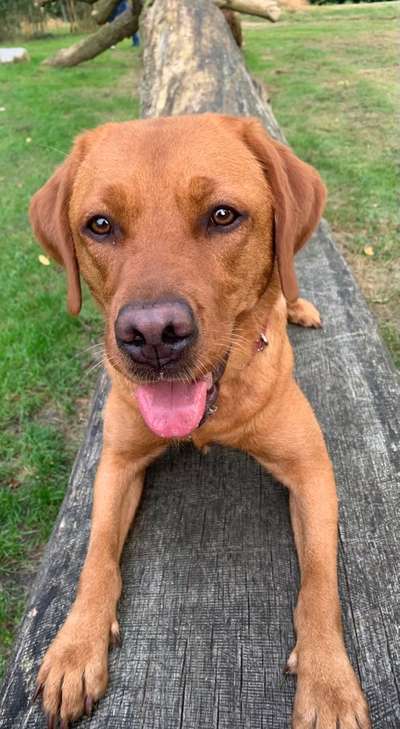 Labradorfans-Beitrag-Bild