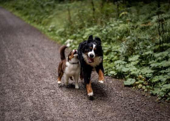 Bester Freund, Hundekumpel - zeigt her!-Beitrag-Bild