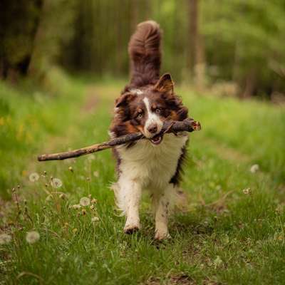 Hundetreffen-Gassirunden Bad Säckingen-Bild