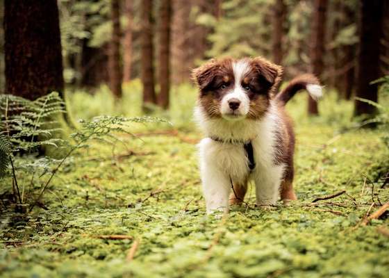 Welpen Bilder !-Beitrag-Bild