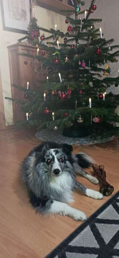 Shelties-Beitrag-Bild