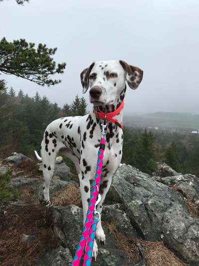 Wo sind denn all die Dalmatiner, zeigt her eure Punktehunde-Beitrag-Bild