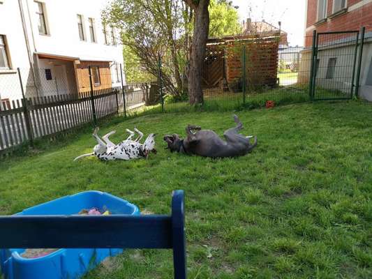 Die Dogorama Wochen Challenge-Beitrag-Bild