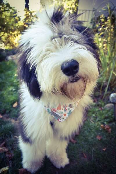 Wie groß waren eure welpen ?-Beitrag-Bild