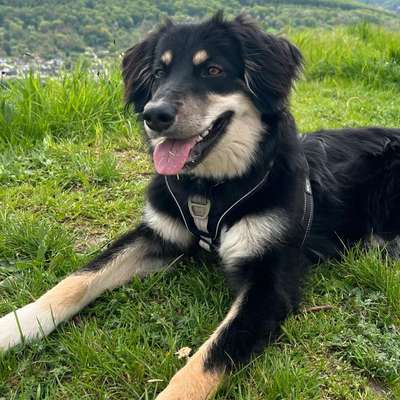 Hundetreffen-Spaziergang und Sozialisierung-Bild