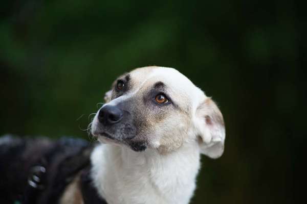 Hundetreffen-Spieltreffen-Bild