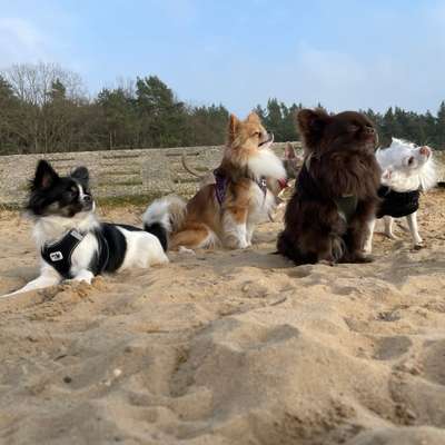 Hundetreffen-Chihuahua / kleiner Hunde Treff Lübeck - Lübecker Heide-Bild