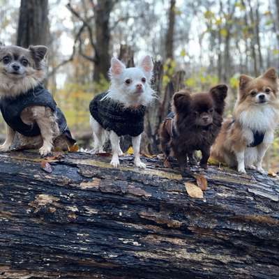 Hundetreffen-Chihuahua / Kleiner Hunde Treff Lübeck - Rittbrock-Bild